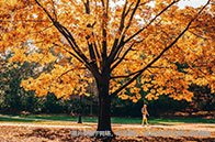 多倫多大學用戶體驗設計碩士介紹