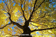 新加坡名校研究生簡歷書寫指南一覽