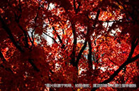 芝加哥大學(xué)學(xué)費(fèi)一年多少人民幣？