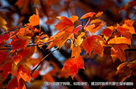 新加坡國立大學EBAC項目含金量怎么樣？