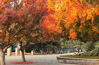 虎撲網海外熱門留學國家評分出爐，太辣眼啦！